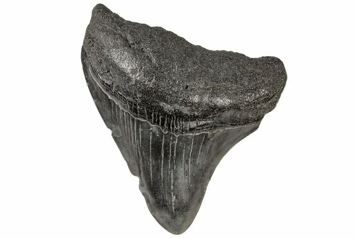 Juvenile Megalodon Tooth - South Carolina #196080